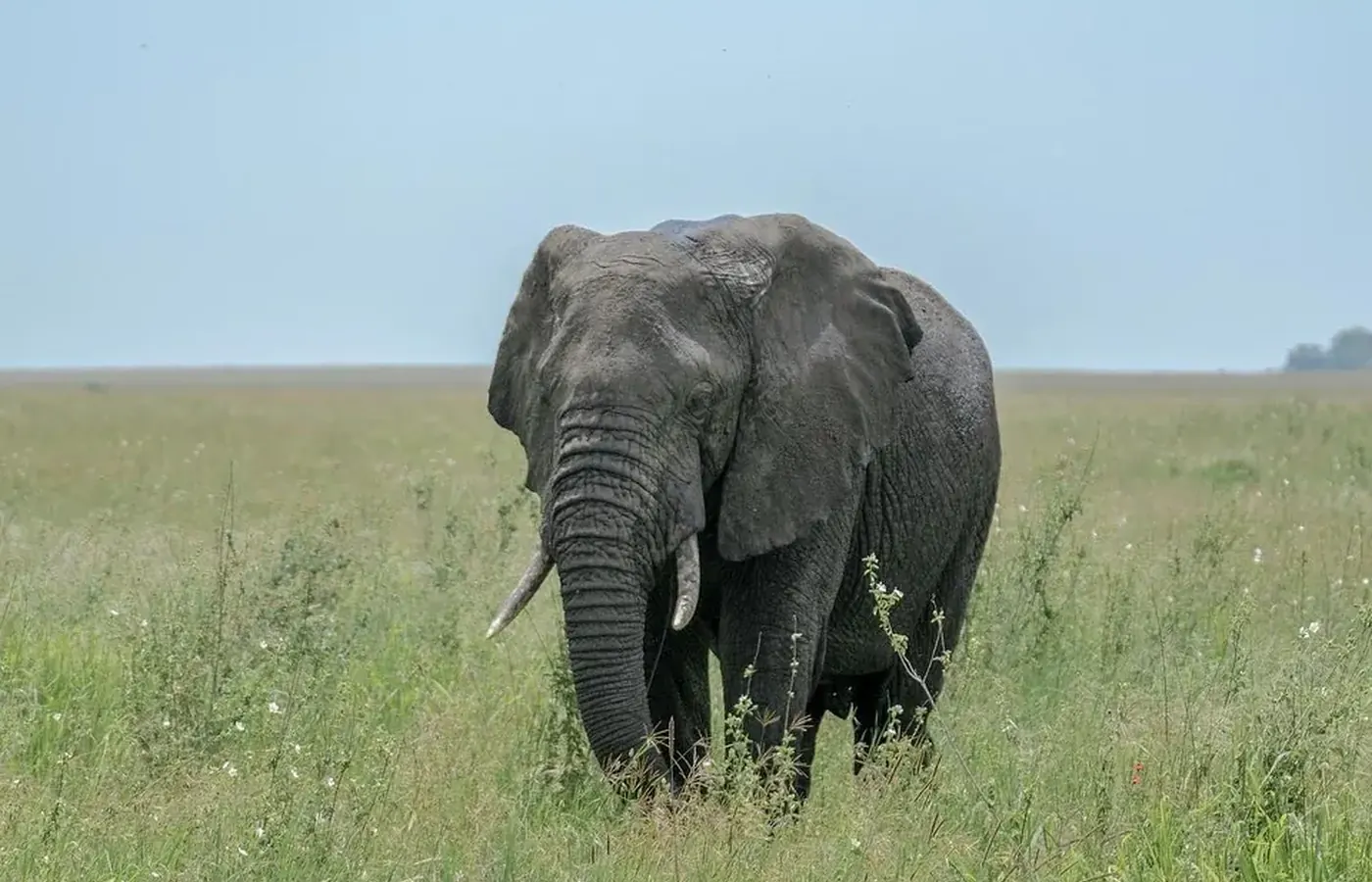 5-Day Tailor Made Midrange Lodge Rwanda Uganda Gorilla and Wildlife Journey From Moshi image 1