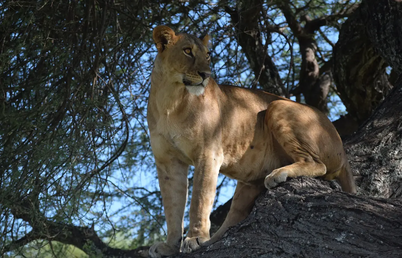 3-Day Experience Honeymoon Tarangire Ngorongoro and Lake Manyara Safari From Zanzibar image 1
