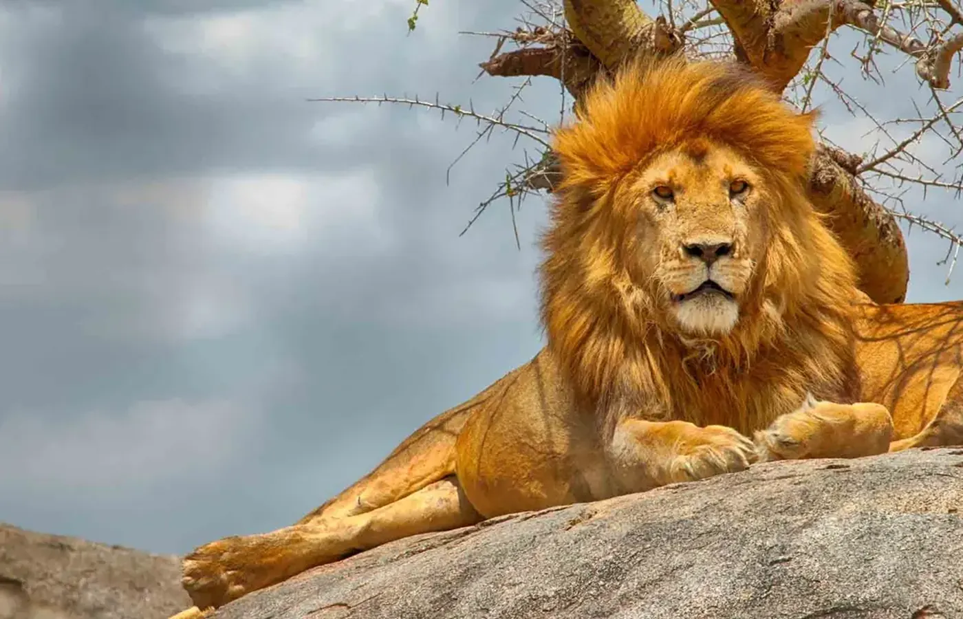 10-Day Private Private Safari Kilimanjaro Safari and Zanzibar Grand Combo From Moshi image 1