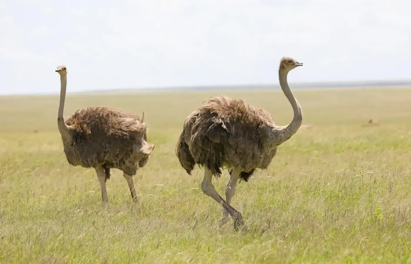 12-Day Discover Private Safari Kenya Tanzania Cross Border Safari From Dar Es Salaam image 1