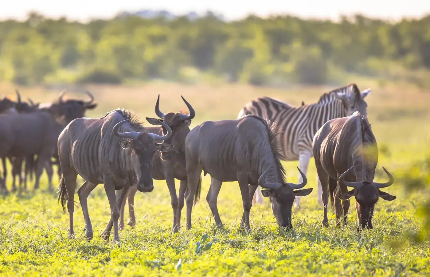5-Day Discover Midrange Lodge Southern Tanzania Ruaha and Nyerere Safari From Zanzibar image 1