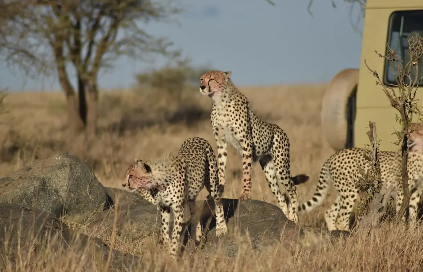 8-Day Classic Honeymoon Southern Tanzania Ruaha and Nyerere Safari From Zanzibar image 1