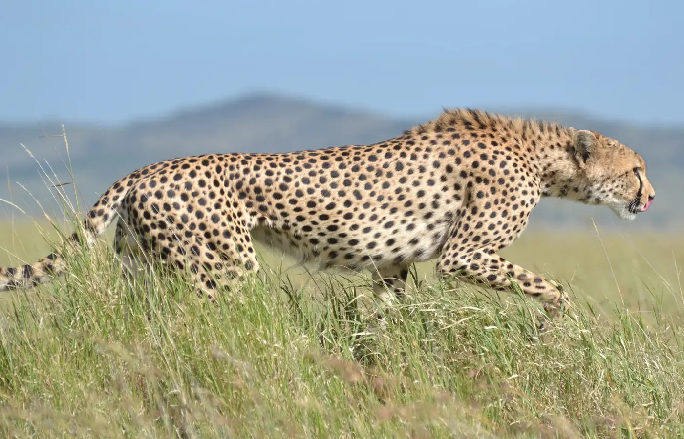 5-Day Best Luxury Lodge Southern Tanzania Ruaha and Nyerere Safari From Kigali image 1