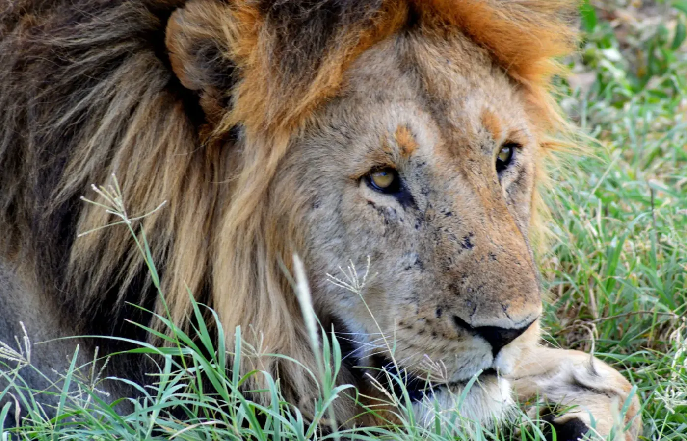 5-Day Classic Photography Ndutu Calving Season Safari From Zanzibar image 1