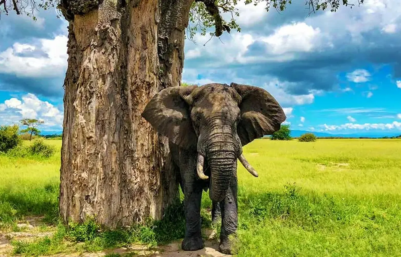 8-Day Experience Fly-In Rwanda Uganda Gorilla and Wildlife Journey From Entebbe image 1