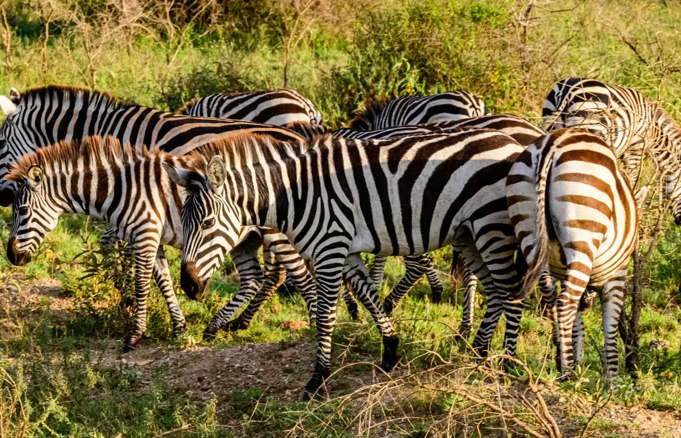 3-Day Private Private Safari Northern Circuit Safari with Flexible Start image 1