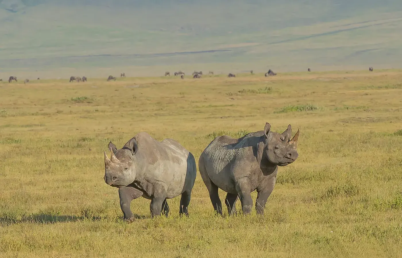 2-Day Experience Budget Friendly Tarangire Ngorongoro and Lake Manyara Safari From Arusha image 1