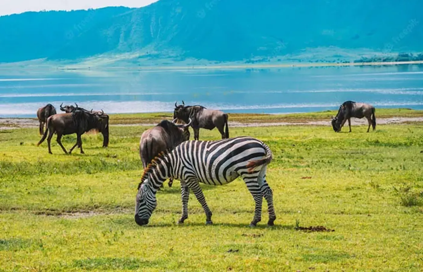 5-Day Ultimate Budget Friendly Serengeti Wildebeest Migration Safari From Arusha image 1