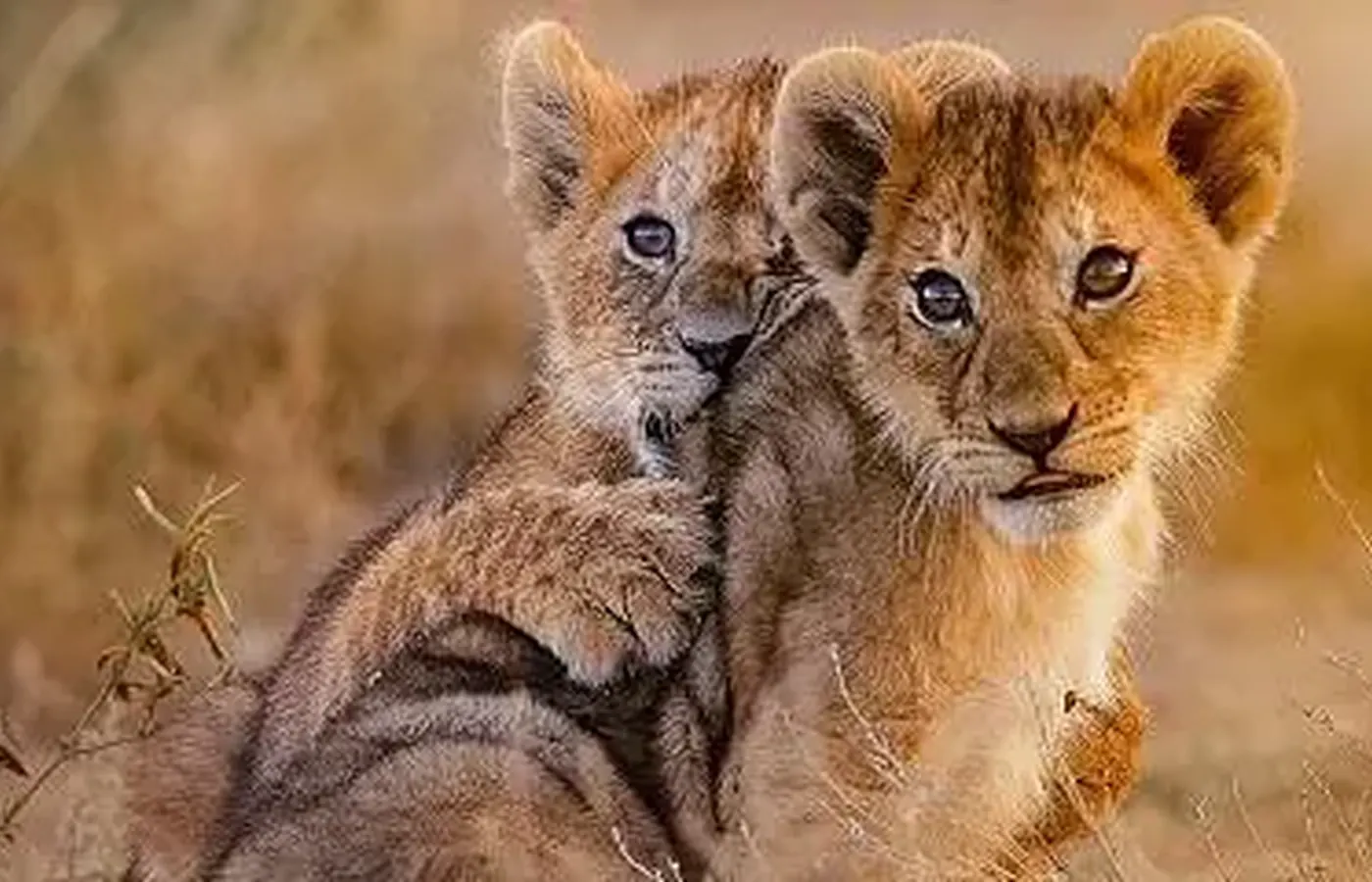 4-Day Classic Budget Friendly Northern Circuit Safari From Moshi image 1