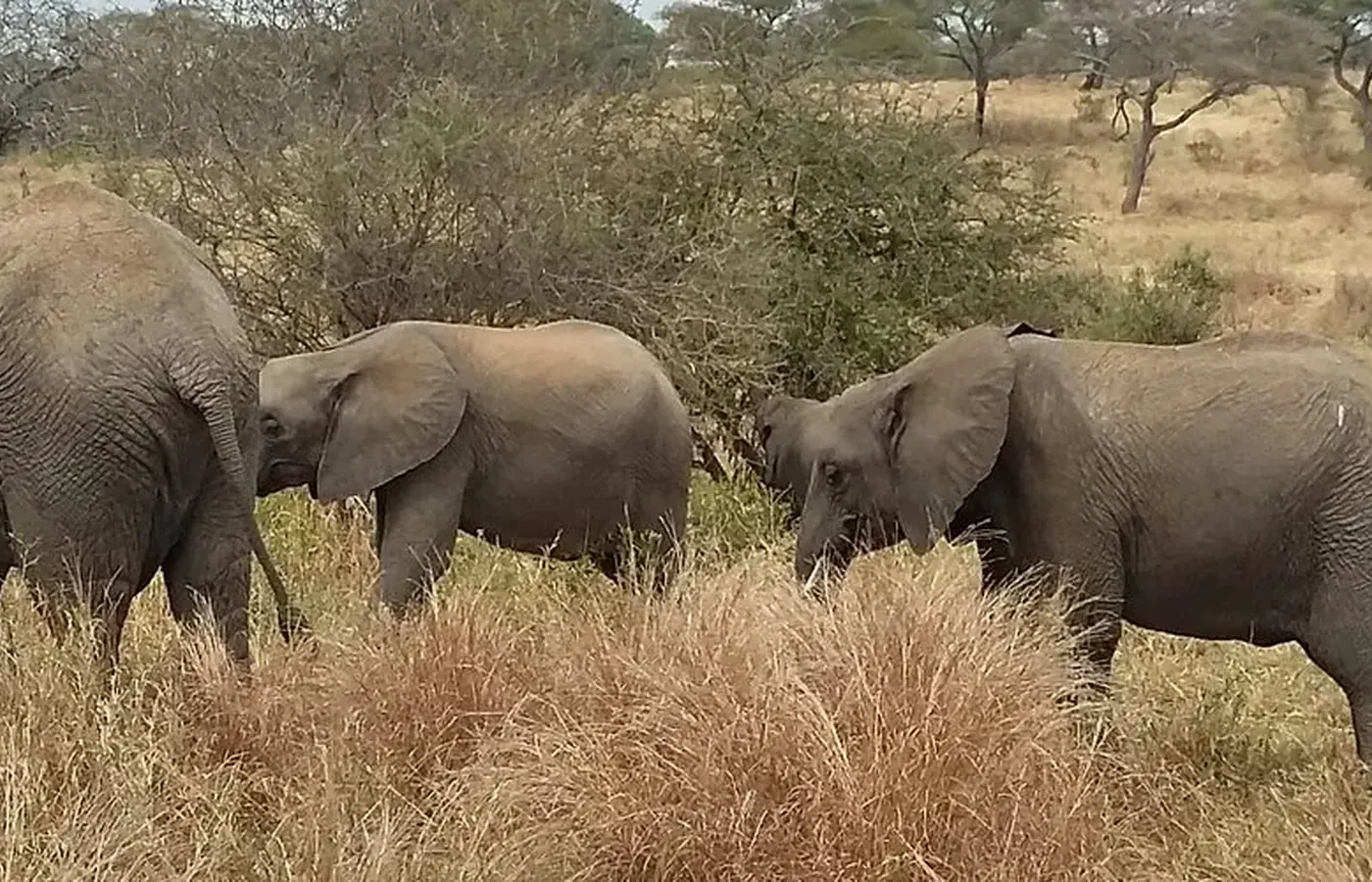 3-Day Discover Family Safari Northern Circuit Safari From Entebbe image 1