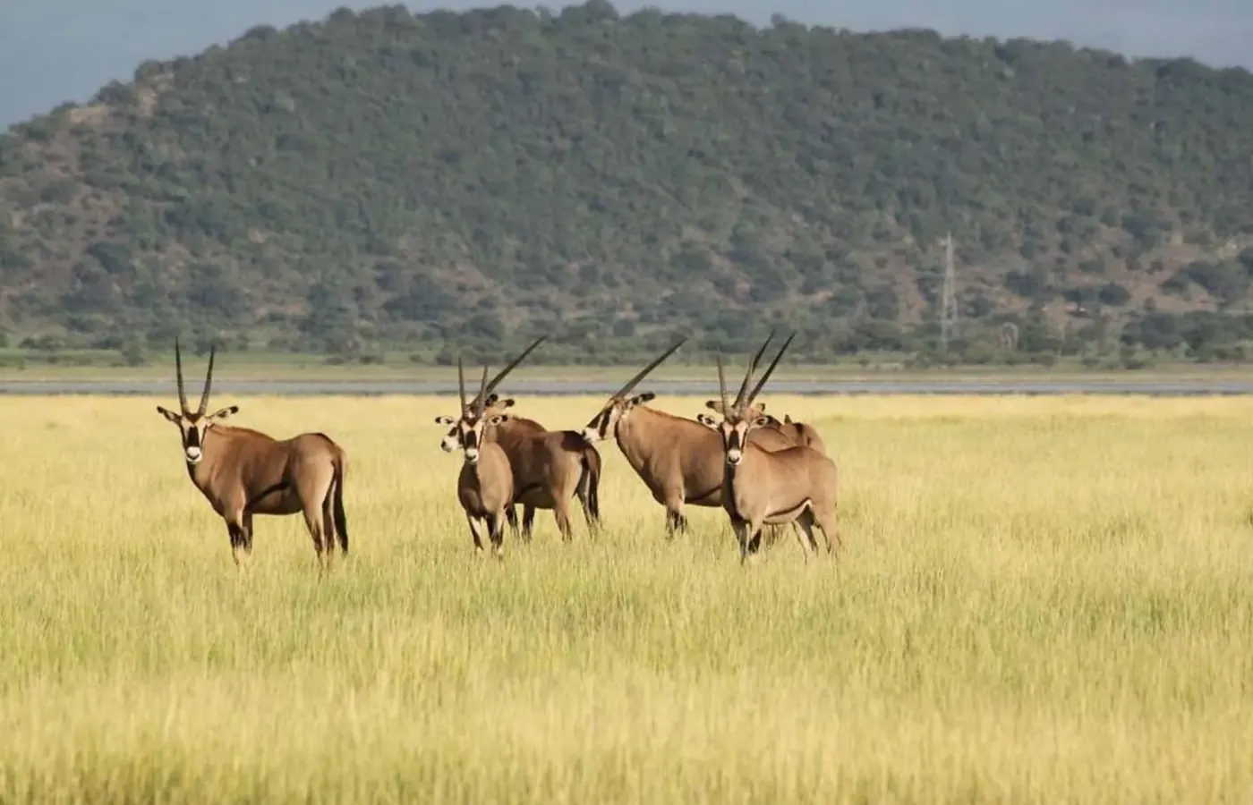 7-Day Discover Midrange Lodge Kenya Tanzania Cross Border Safari From Entebbe image 1
