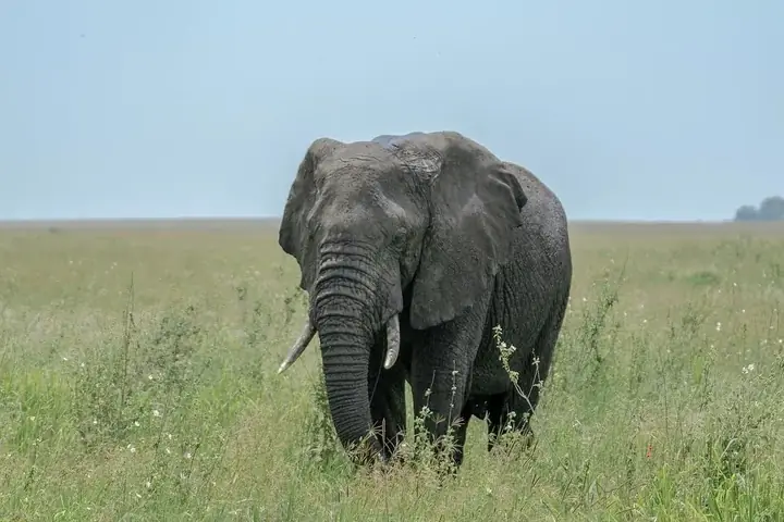 10-Day Tailor Made Midrange Lodge Rwanda Uganda Gorilla and Wildlife Journey From Moshi image 4