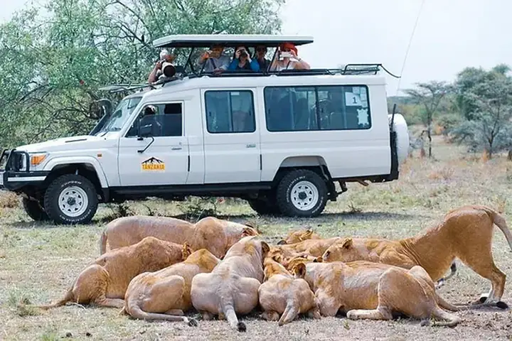 5-Day Classic Budget Friendly Southern Tanzania Ruaha and Nyerere Safari From Arusha