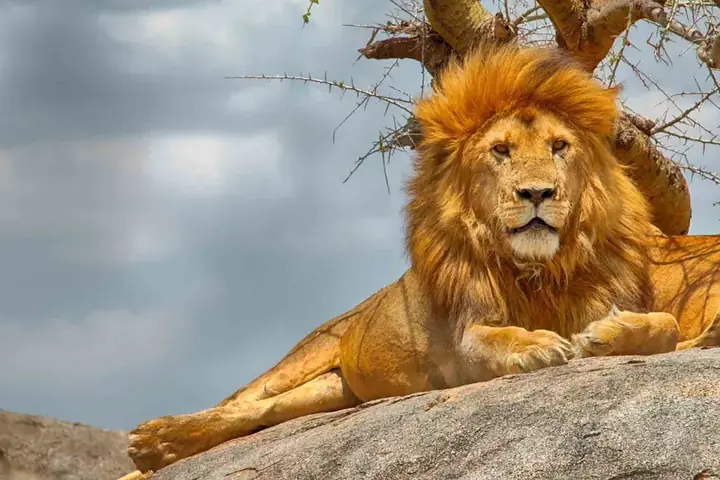 5-Day Classic Photography Ndutu Calving Season Safari From Zanzibar