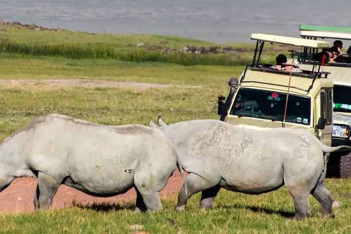 12-Day Discover Family Safari Southern Tanzania Ruaha and Nyerere Safari From Zanzibar image 4