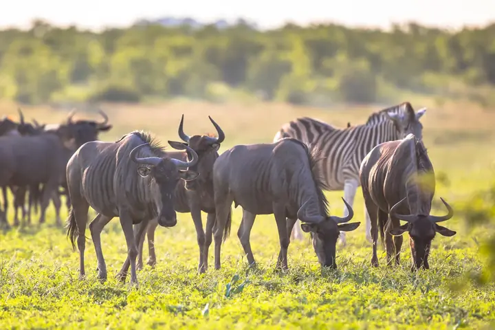 4-Day Discover Budget Friendly Ndutu Calving Season Safari From Arusha
