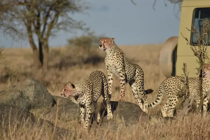 10-Day Complete Midrange Lodge Kilimanjaro Safari and Zanzibar Grand Combo From Nairobi image 2