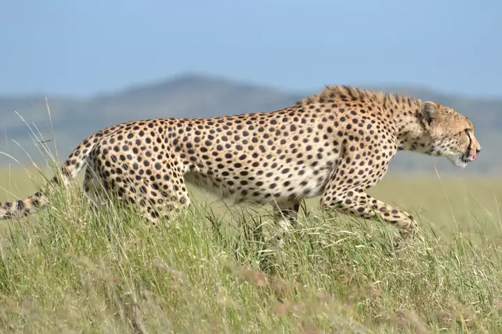 7-Day Best Budget Friendly Southern Tanzania Ruaha and Nyerere Safari From Zanzibar
