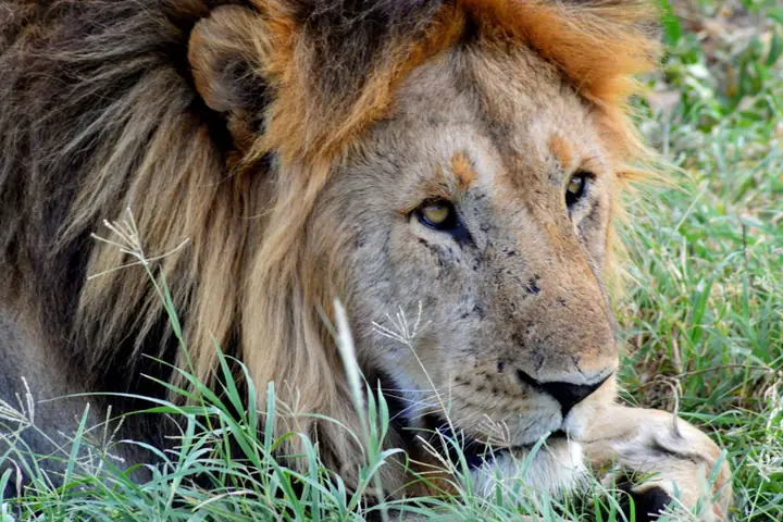 5-Day Discover Midrange Lodge Southern Tanzania Ruaha and Nyerere Safari From Zanzibar