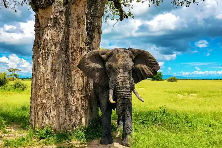 3-Day Complete Midrange Lodge Northern Circuit Safari From Zanzibar