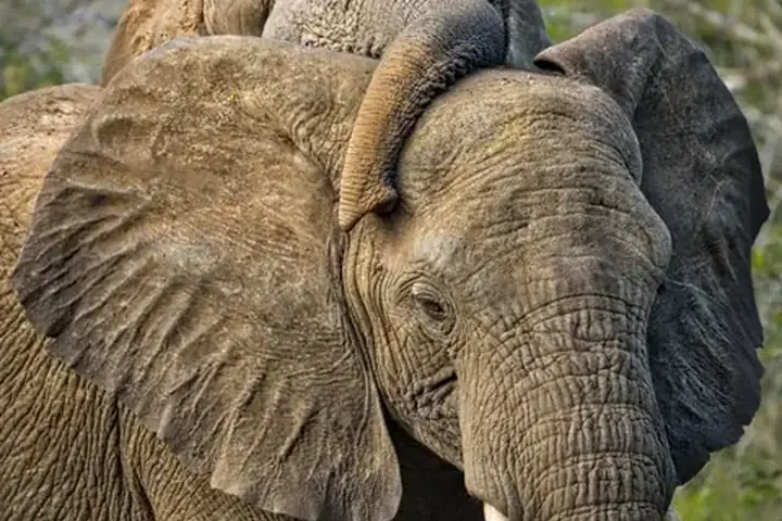 3-Day Great Great Migration Northern Circuit Safari From Entebbe