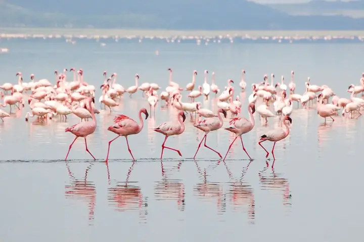 2-Day Experience Budget Friendly Tarangire Ngorongoro and Lake Manyara Safari From Arusha image 4
