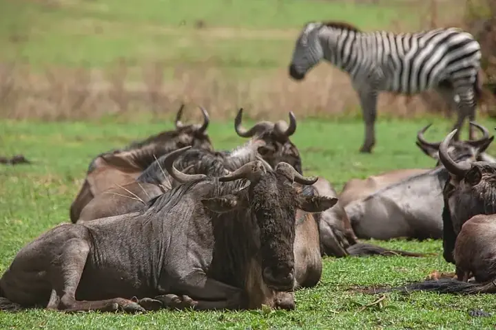 2-Day Experience Budget Friendly Tarangire Ngorongoro and Lake Manyara Safari From Arusha image 5