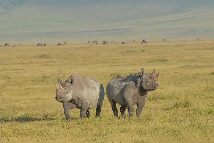 3-Day Great Luxury Lodge Northern Circuit Safari From Kigali