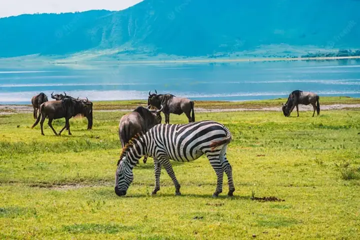 2-Day Affordable Group Joining Tarangire Ngorongoro and Lake Manyara Safari From Zanzibar