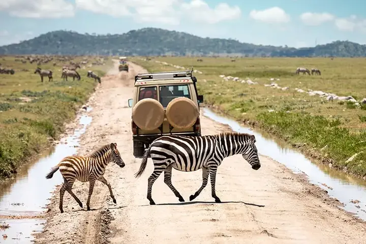 Budget safari