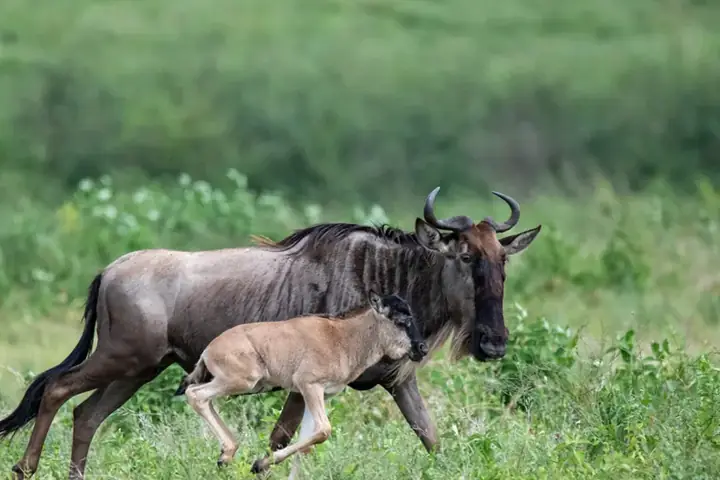 4-Day Private Luxury Lodge Ndutu Calving Season Safari From Zanzibar