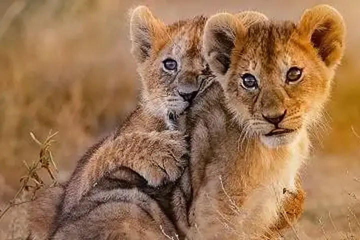 7-Day Best Great Migration Kenya Tanzania Cross Border Safari From Dar Es Salaam image 4