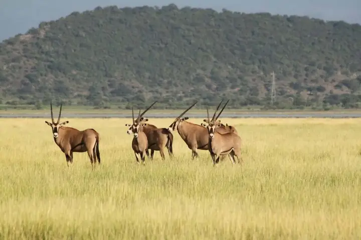 6-Day Complete Budget Friendly Ndutu Calving Season Safari From Zanzibar